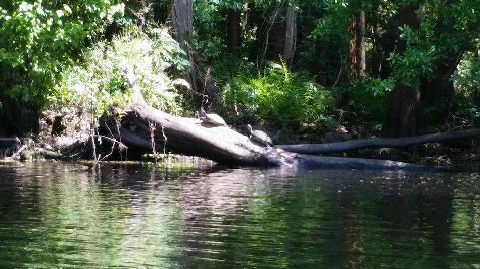 Paddling Center | Shingle Creek - Share Orlando 03