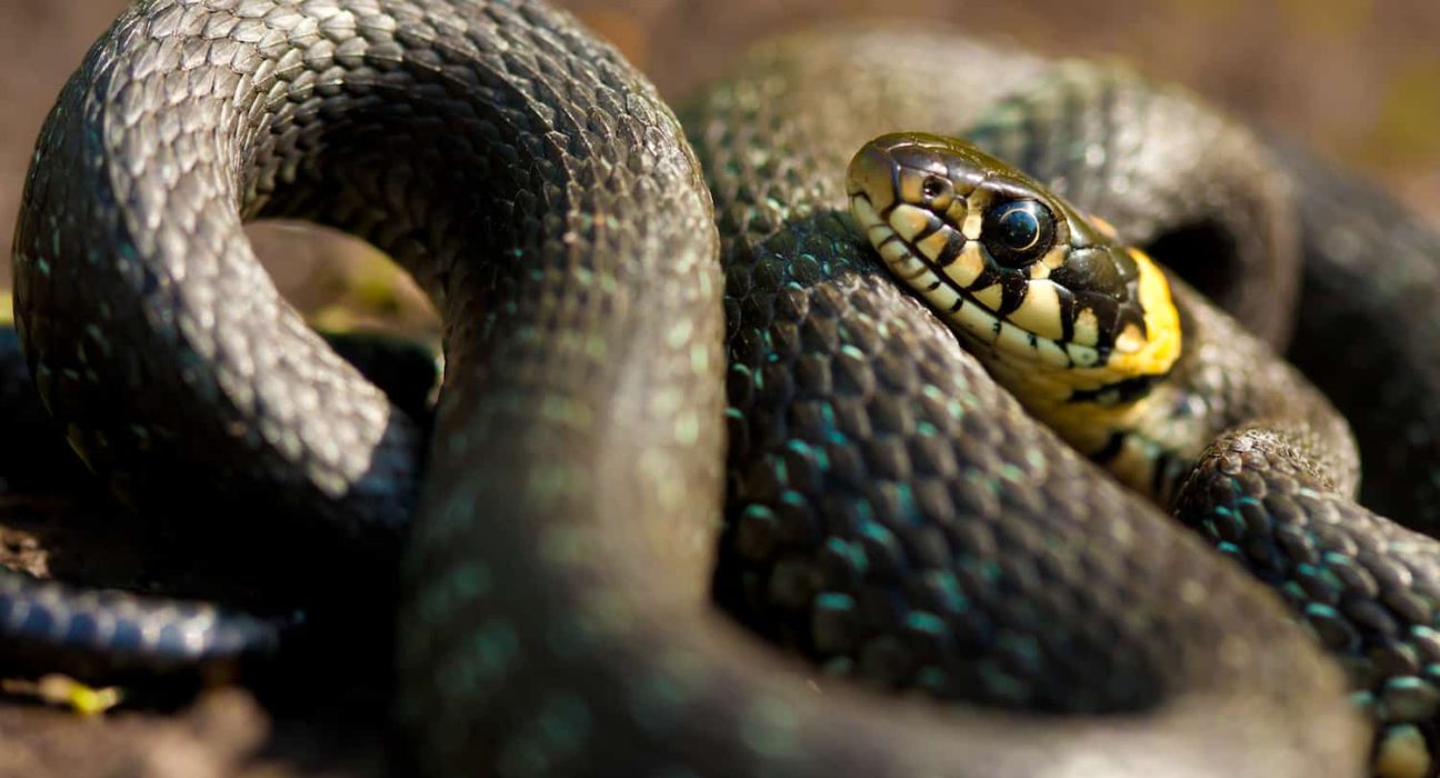 Repticon Exotic Pet Snakes 2015 ShareOrlando 04