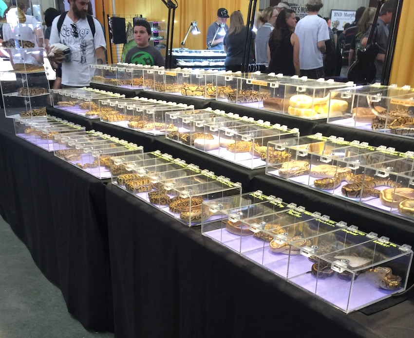 Repticon Exotic Pet Snakes 2015 ShareOrlando 06