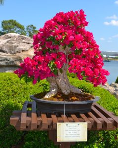 Epcot Flower and Garden ShareOrlando Orlando 20