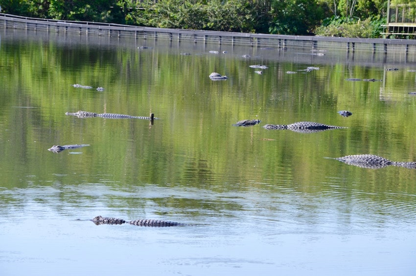 Gatorland Top 5 To Do | Orlando ShareOrlando 05