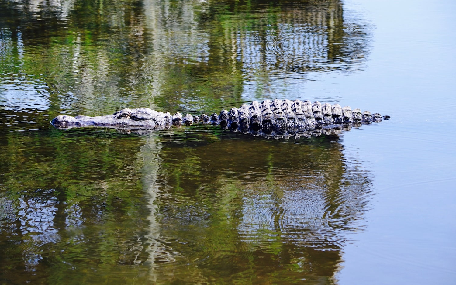 Top 5 New (and old) Things To Do at Gatorland