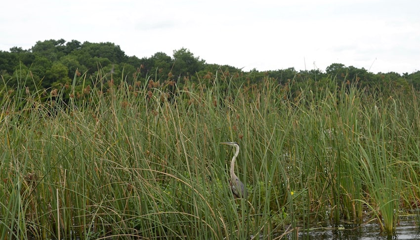 Wild Florida Airboat Tours Wildlife Park - ShareOrlando 10.jpg