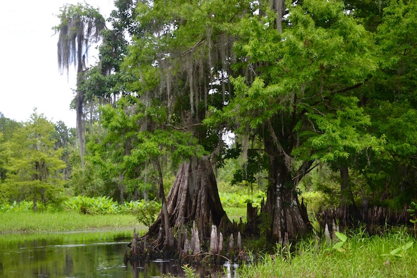 Wild Florida Airboat Tours Wildlife Park - ShareOrlando 22.jpg