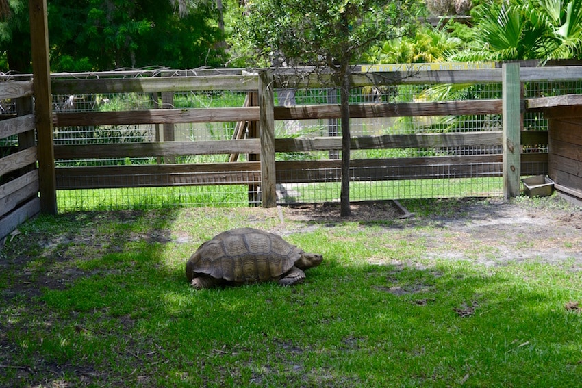 Wild Florida Airboat Tours Wildlife Park - ShareOrlando 37.jpg