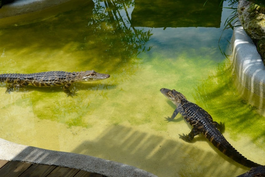 Wild Florida Airboat Tours Wildlife Park - ShareOrlando 40.jpg