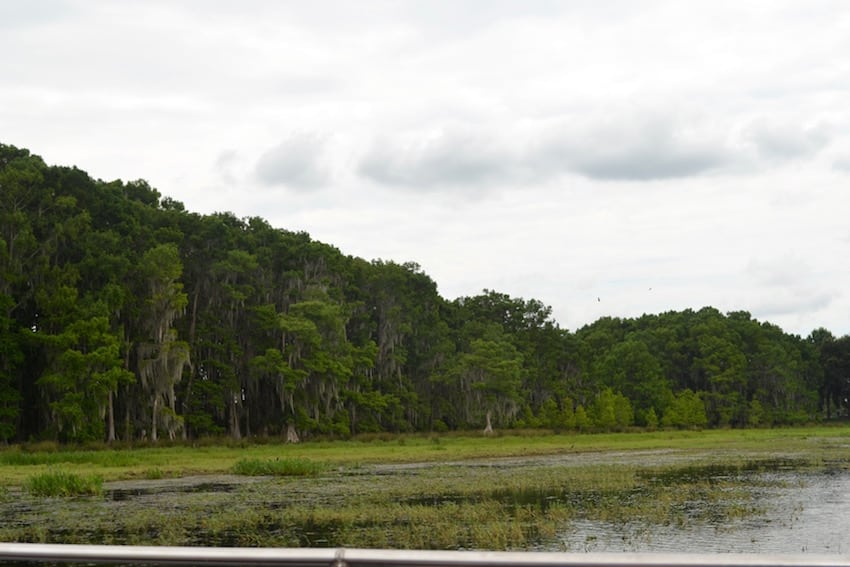 Wild Florida Airboat Tours Wildlife Park - ShareOrlando 8.jpg