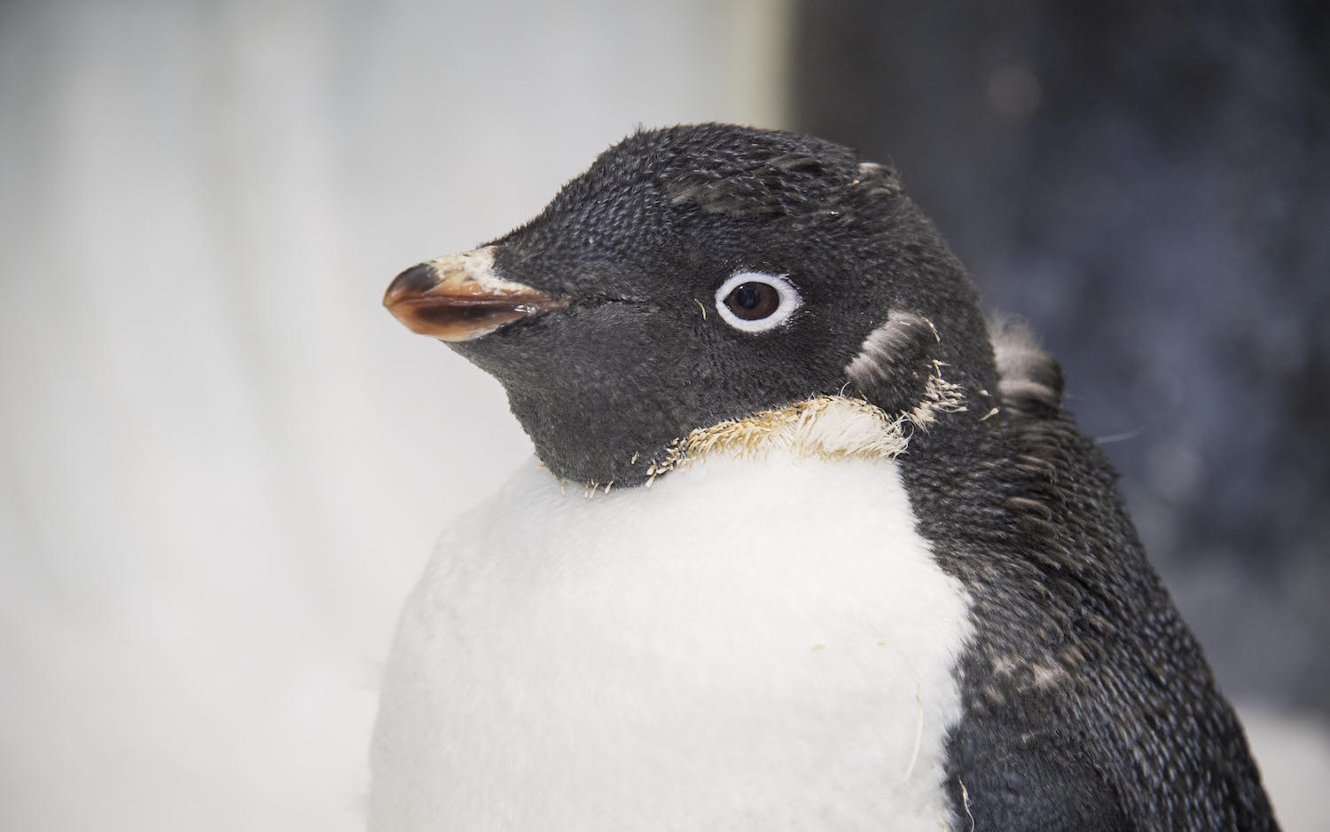 Wetsuit Penguin Starts the Year with New Feathers at SeaWorld