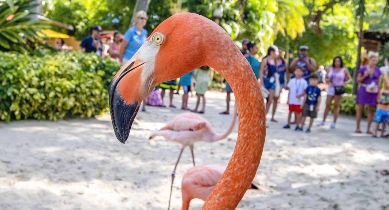 Discovery Cove Flamingo - ShareOrlando 05