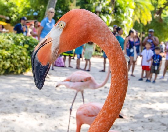Discovery Cove Flamingo - ShareOrlando 05