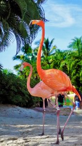 Discovery Cove Flamingo - shareOrlando 01