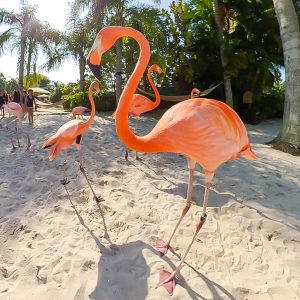 Discovery Cove Flamingo - shareOrlando 01